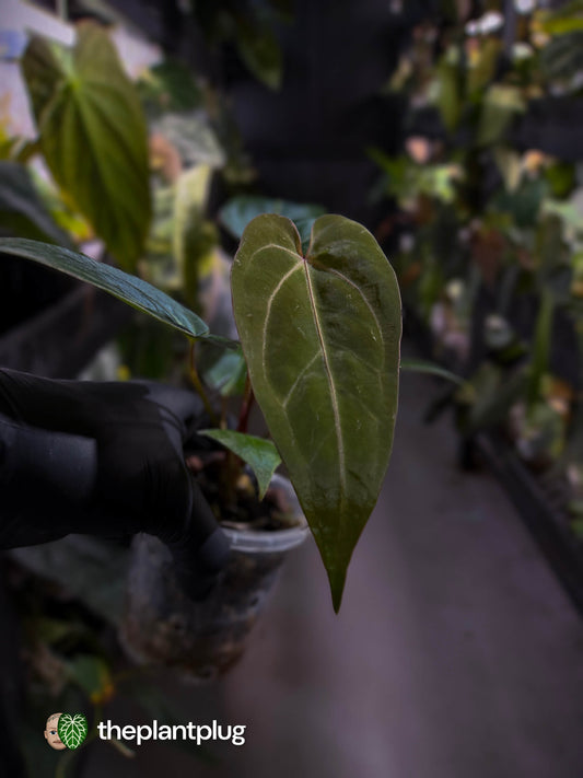 Anthurium ('Hoffx' x 'Velvet Shadow') x #BlackCherry 🍒