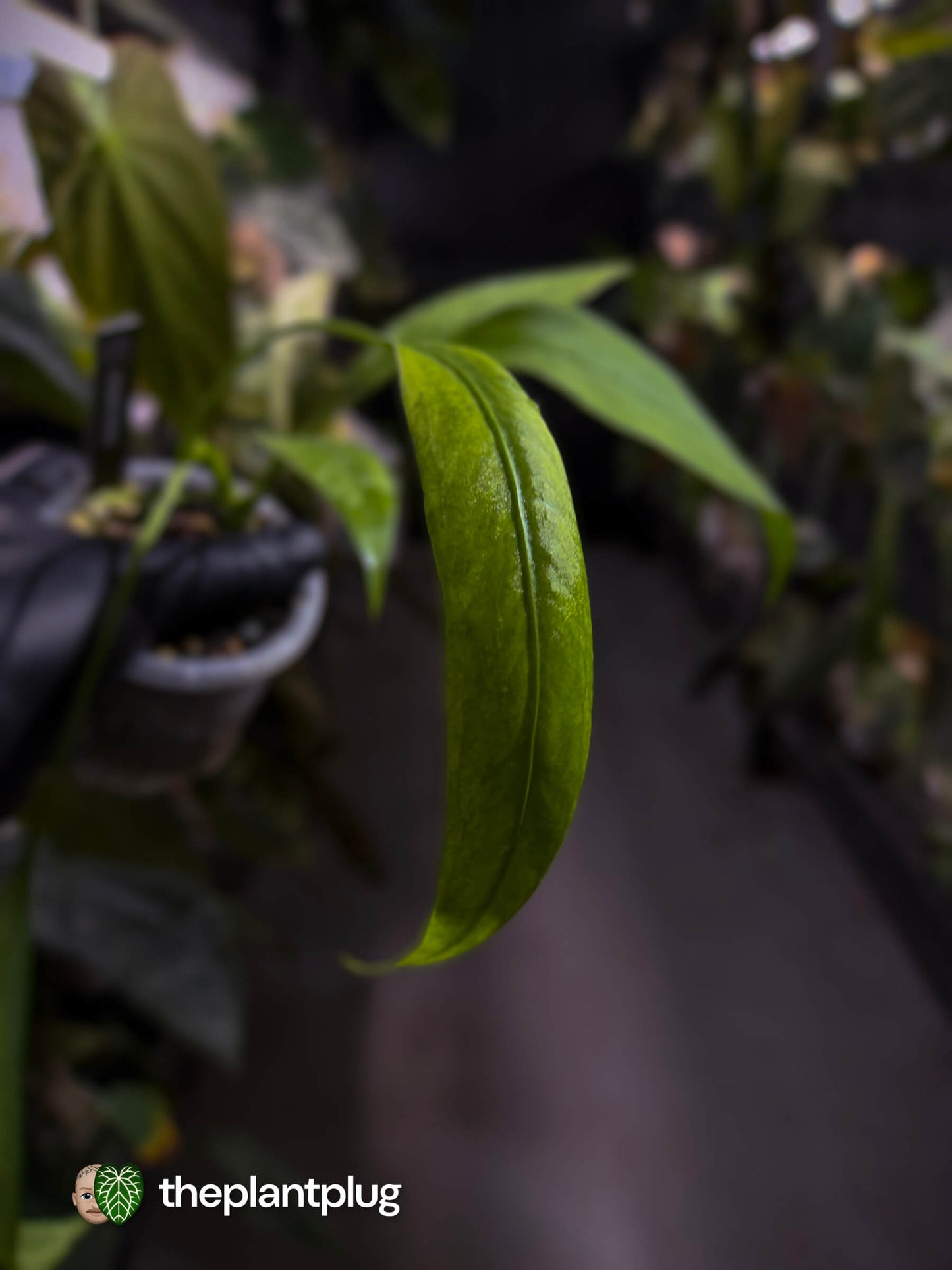Anthurium vittarifolium variegated ✨