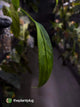 Anthurium vittarifolium variegated ✨