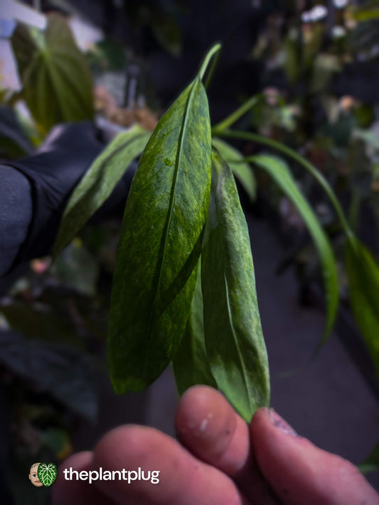 Anthurium vittarifolium • tri-colour variegated 🌈