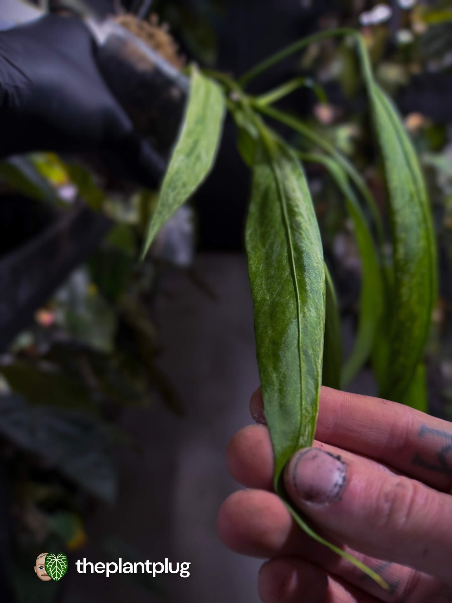 Anthurium vittarifolium • tri-colour variegated 🌈