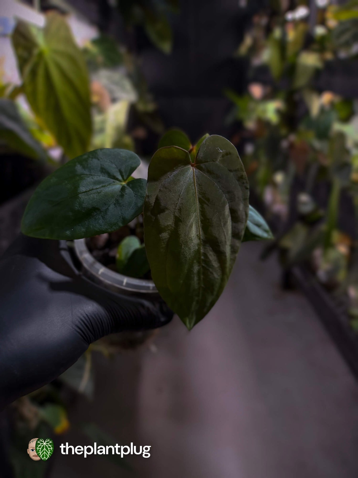 Anthurium antolakii x #MidnightVelvet • first release 🌟