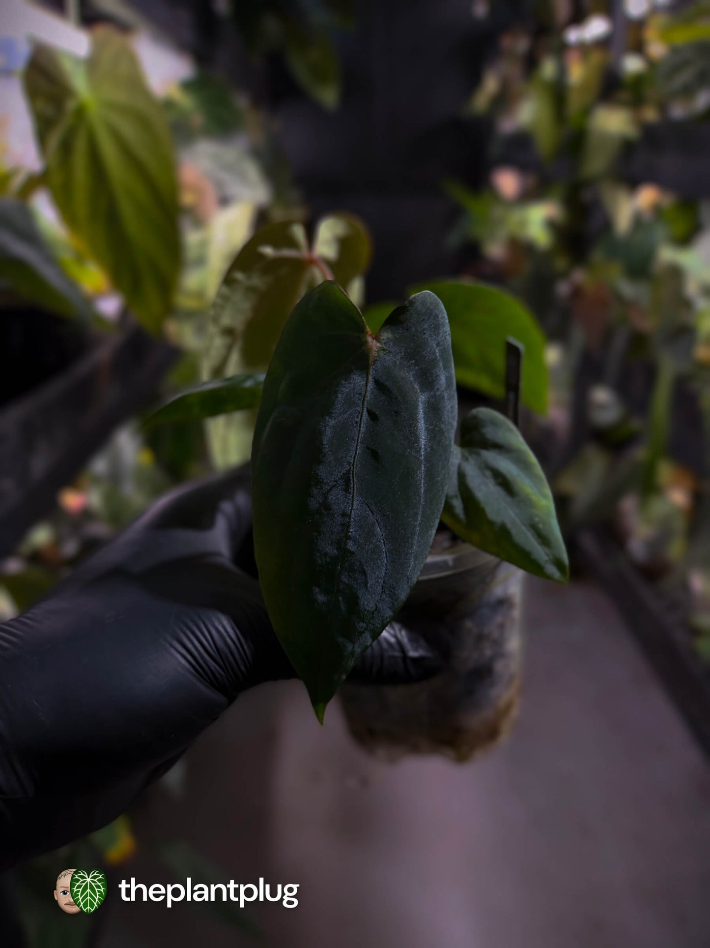 Anthurium antolakii x #MidnightVelvet • first release 🌟