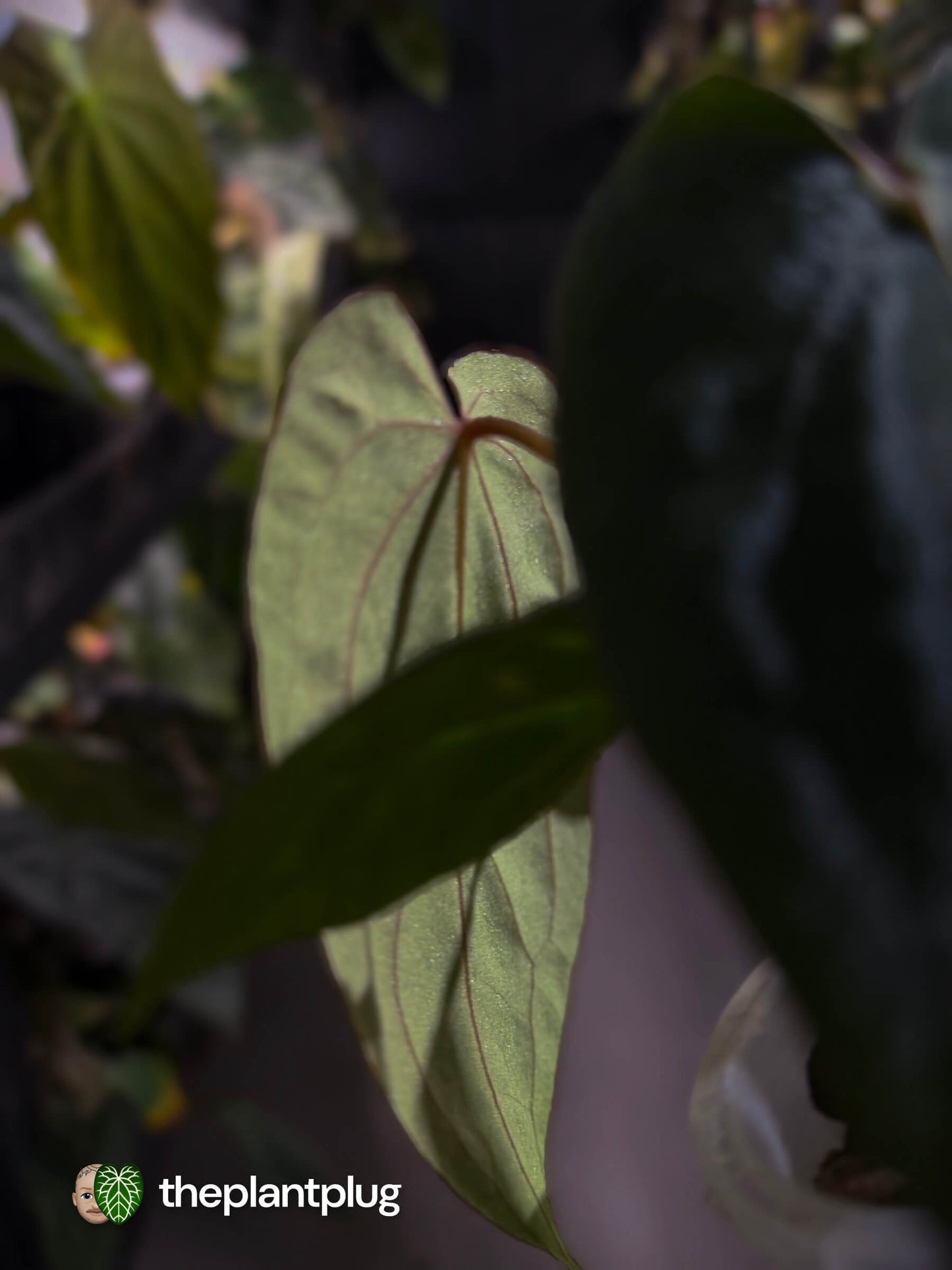 Anthurium antolakii x #MidnightVelvet • first release 🌟