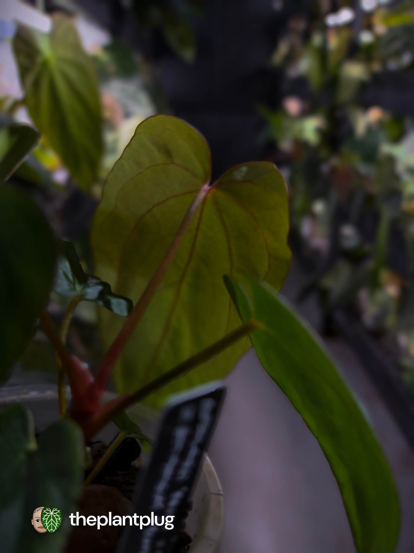 Anthurium antolakii x #MidnightVelvet • first release 🌟