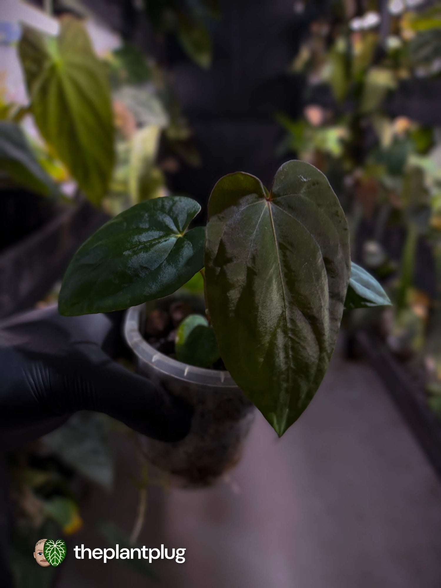 Anthurium antolakii x #MidnightVelvet • first release 🌟