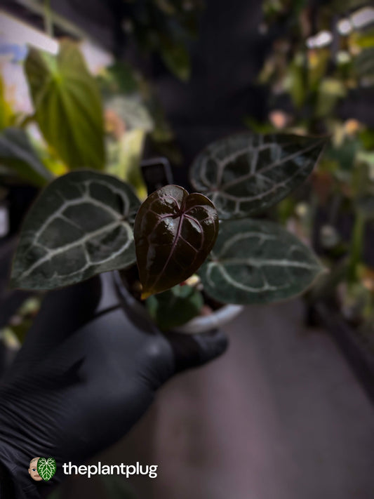 Anthurium 'Michelle' f2 x self 💫