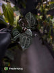 Anthurium 'Michelle' f2 x self 💫