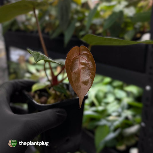 Anthurium 'Michelle' x 'RDP'