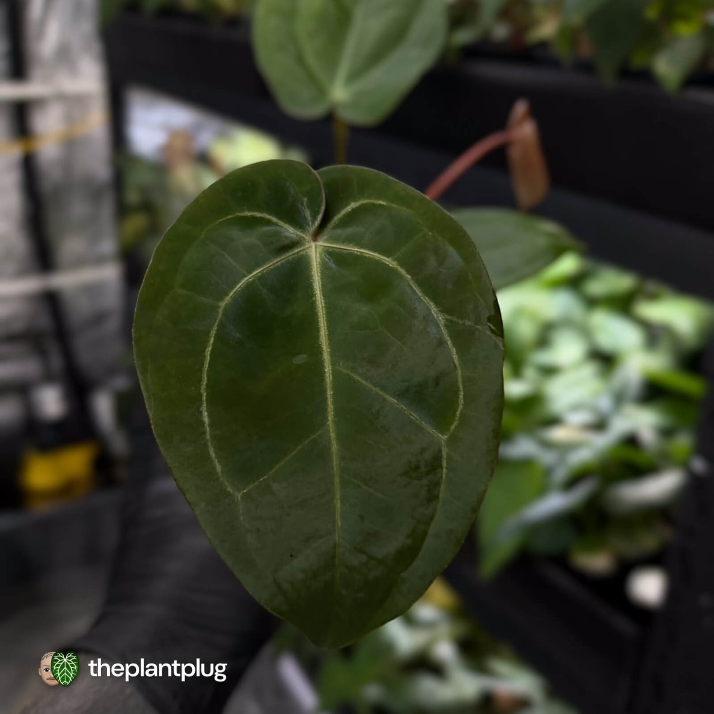Anthurium 'Michelle' x 'RDP'
