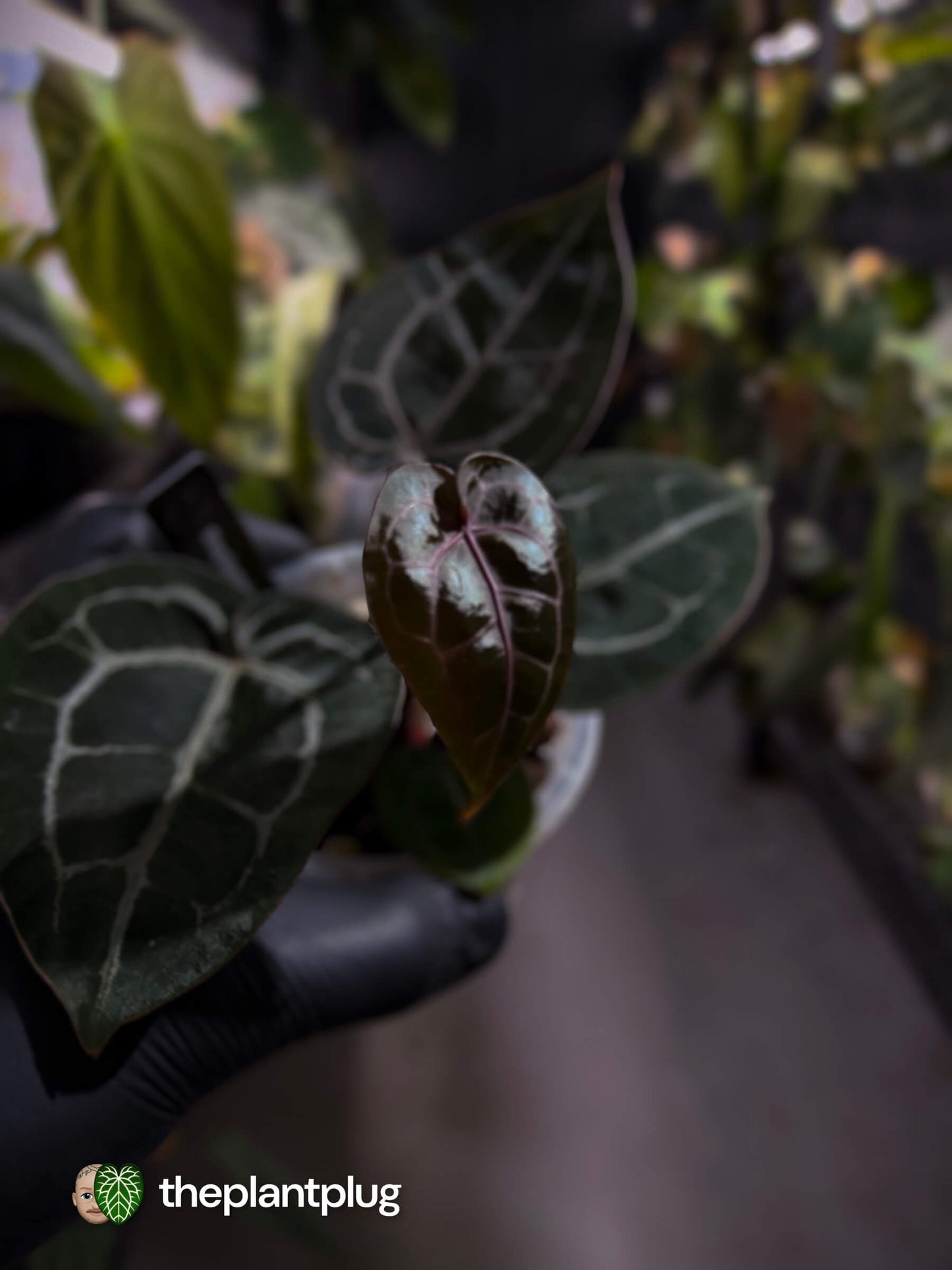 Anthurium 'Michelle' f2 x self 💫