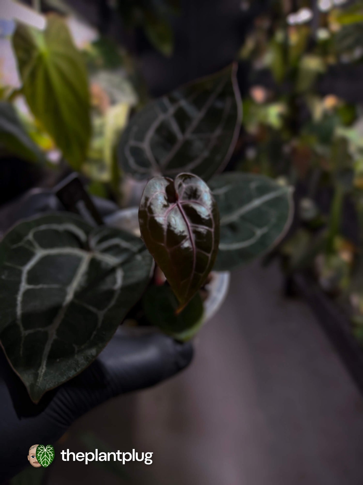 Anthurium 'Michelle' f2 x self 💫