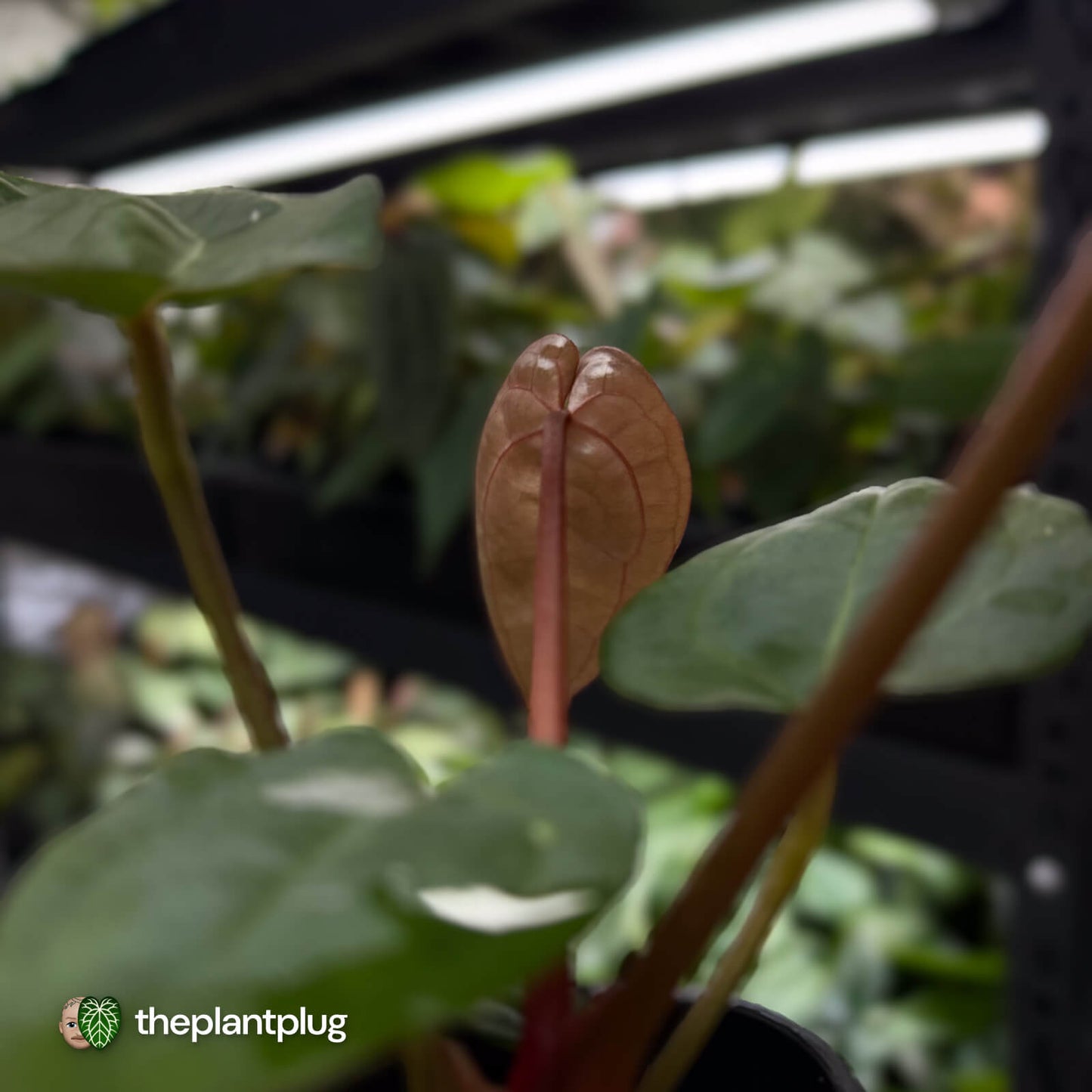 Anthurium 'Michelle' x 'RDP'