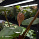 Anthurium 'Michelle' x 'RDP'