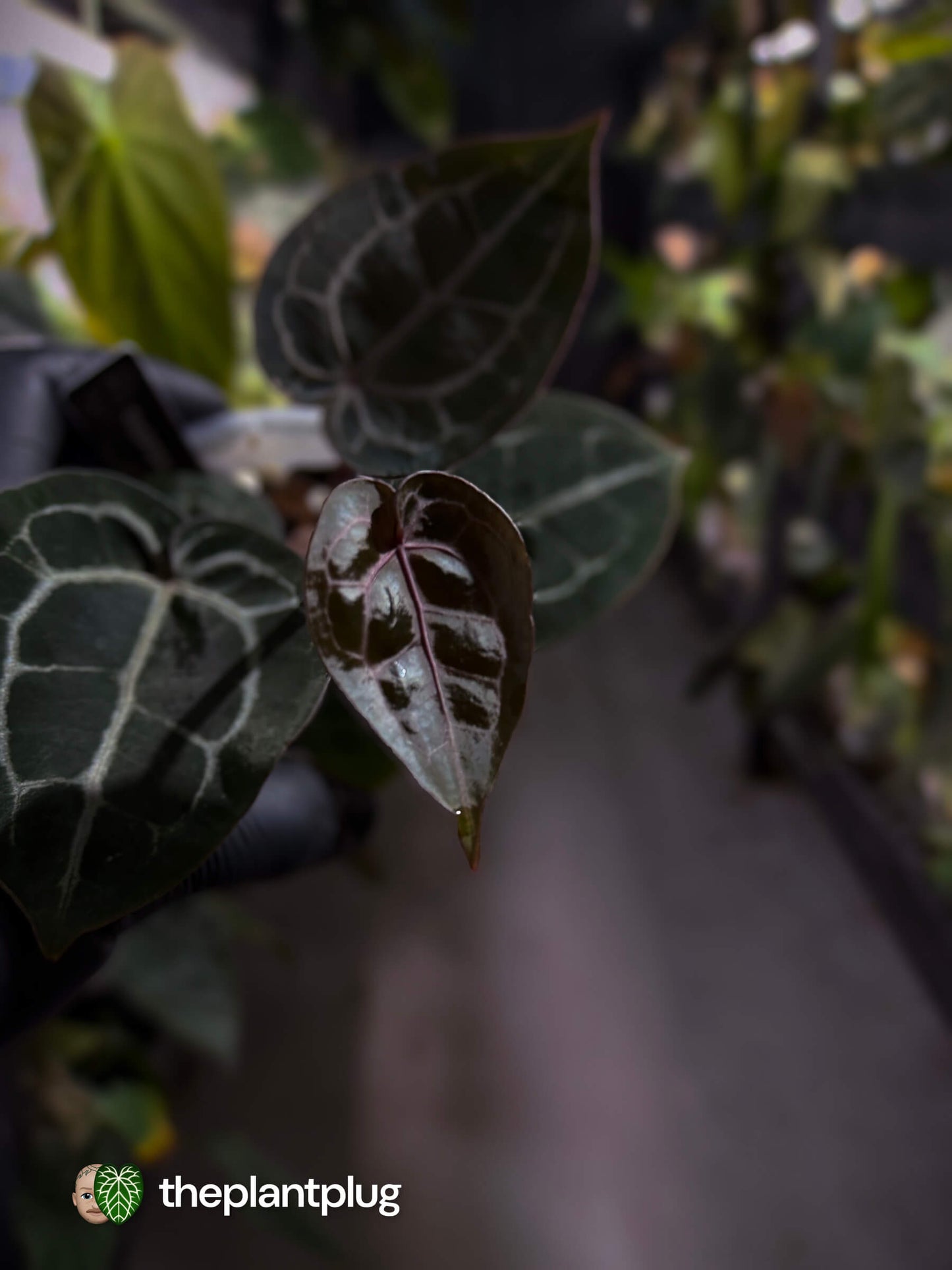 Anthurium 'Michelle' f2 x self 💫