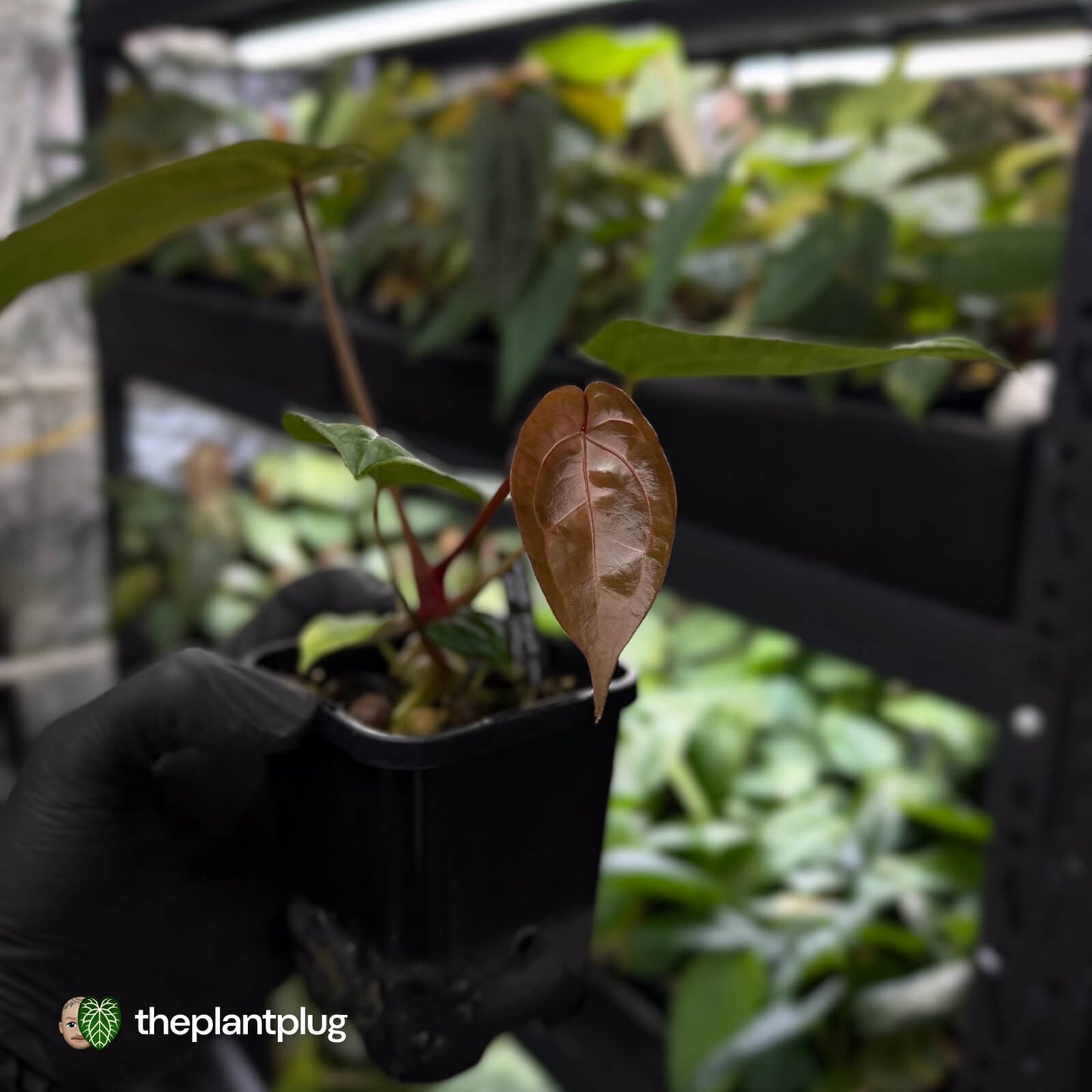 Anthurium 'Michelle' x 'RDP'