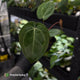 Anthurium 'Michelle' x 'RDP'
