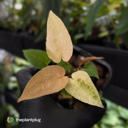 Anthurium 'Dropbear' x 'Jayda' • pink variegated 💖