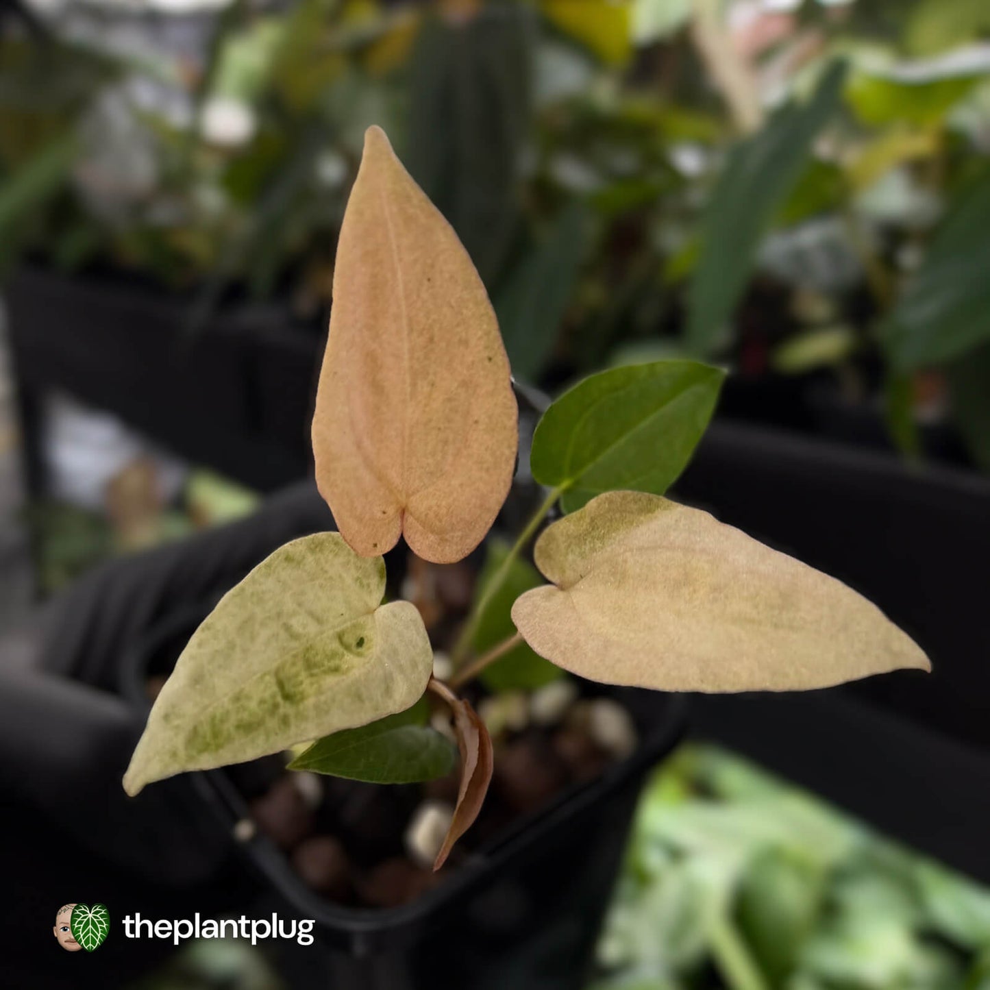 Anthurium 'Dropbear' x 'Jayda' • pink variegated 💖