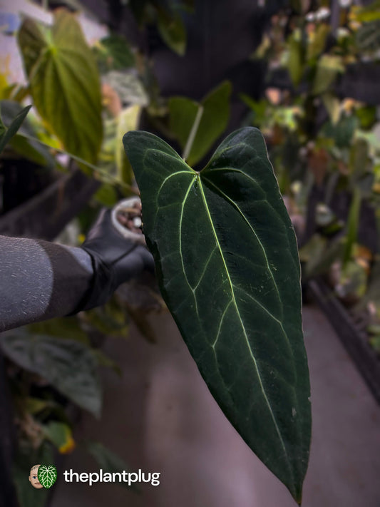 Anthurium 'Dark Mama'
