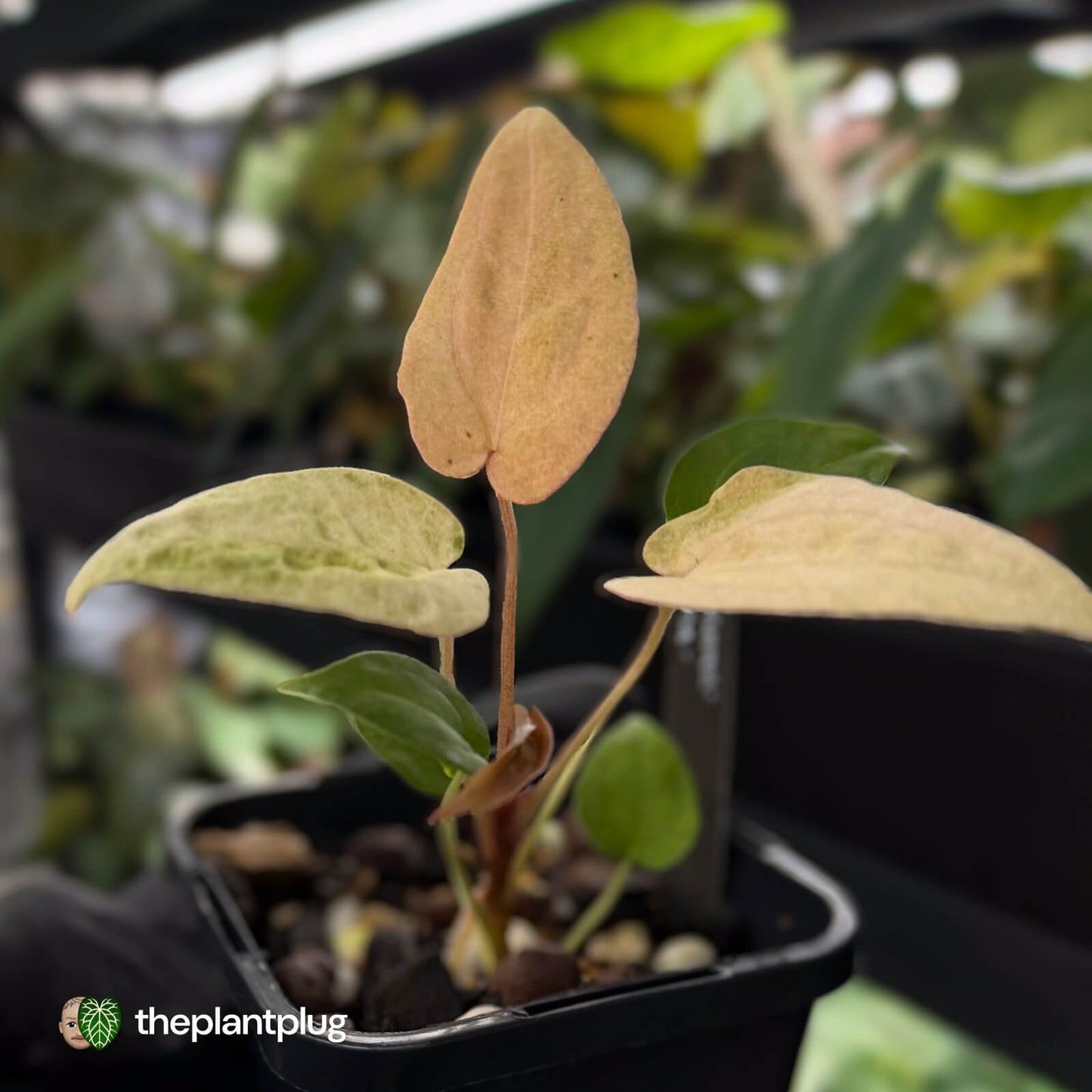 Anthurium 'Dropbear' x 'Jayda' • pink variegated 💖