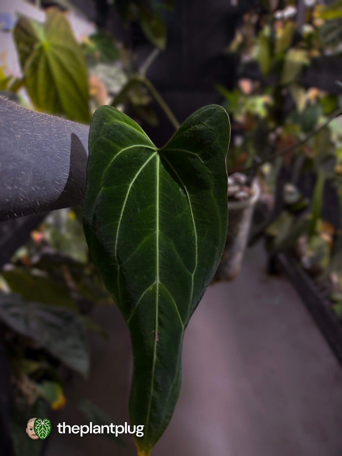 Anthurium 'Dark Mama'