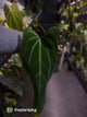 Anthurium 'Dark Mama'