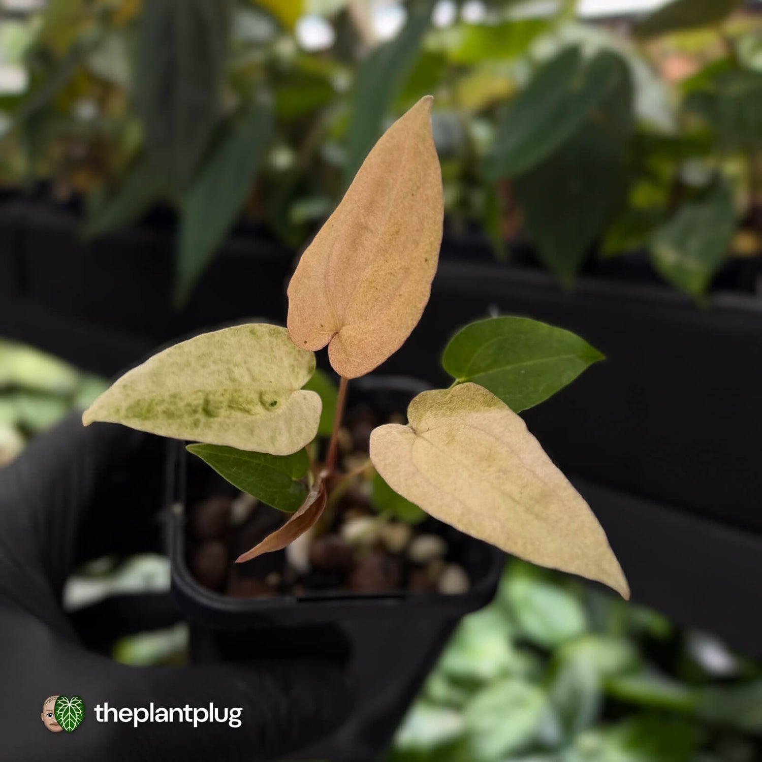 Anthurium 'Dropbear' x 'Jayda' • pink variegated 💖