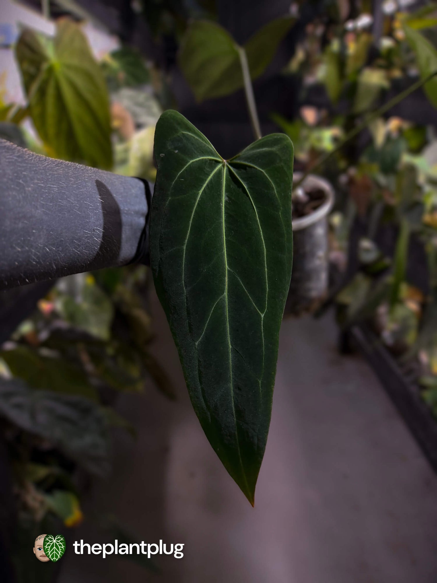 Anthurium 'Dark Mama'