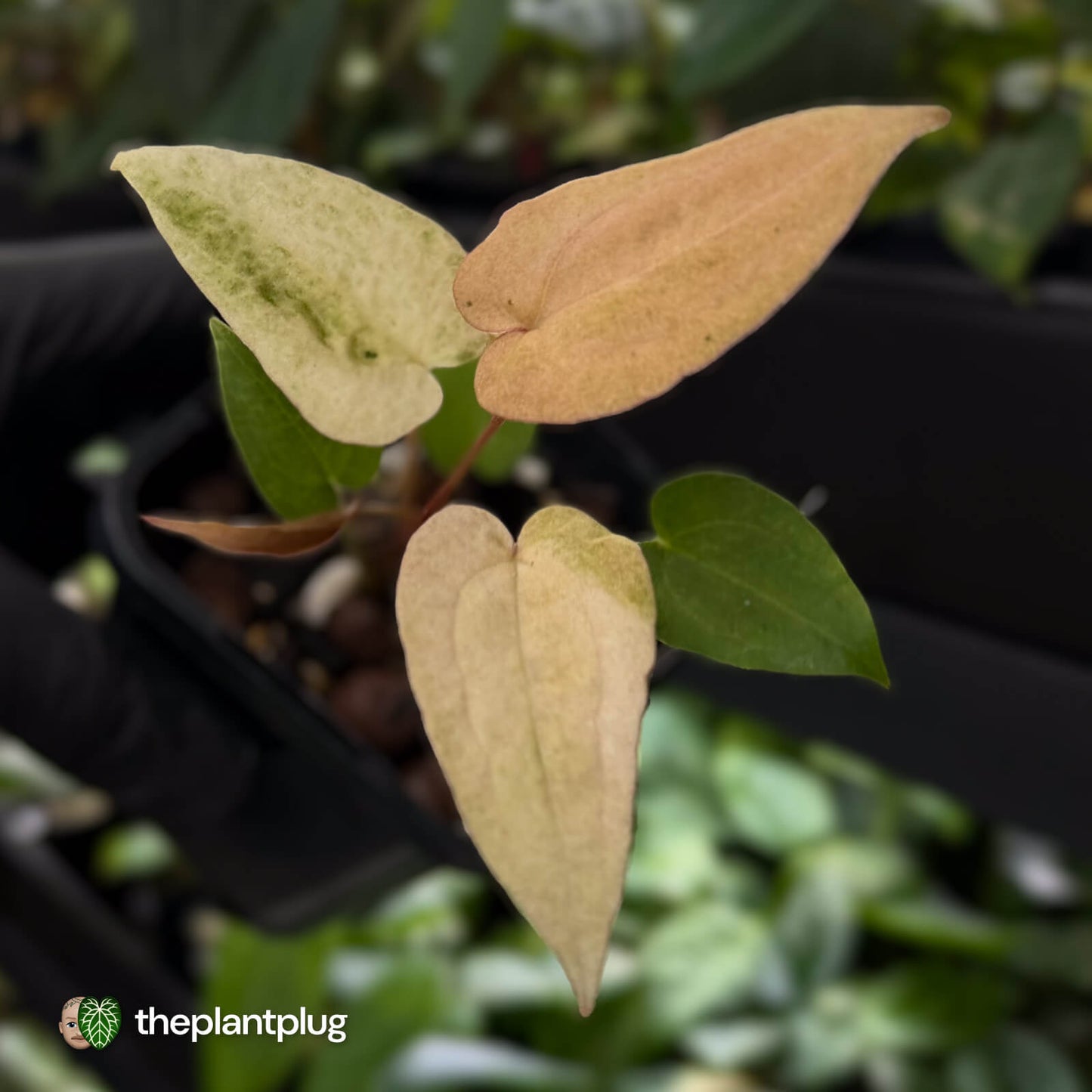 Anthurium 'Dropbear' x 'Jayda' • pink variegated 💖