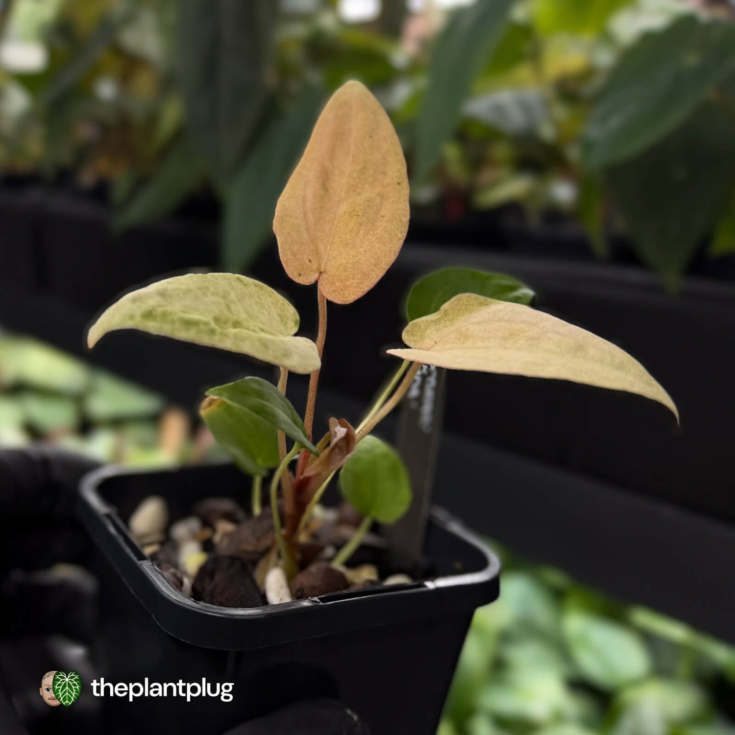Anthurium 'Dropbear' x 'Jayda' • pink variegated 💖
