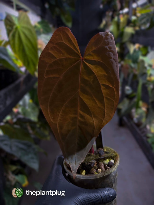 Anthurium [(pap x dress) x 'Waddle Noid'] #VolcanicAsh 🌋