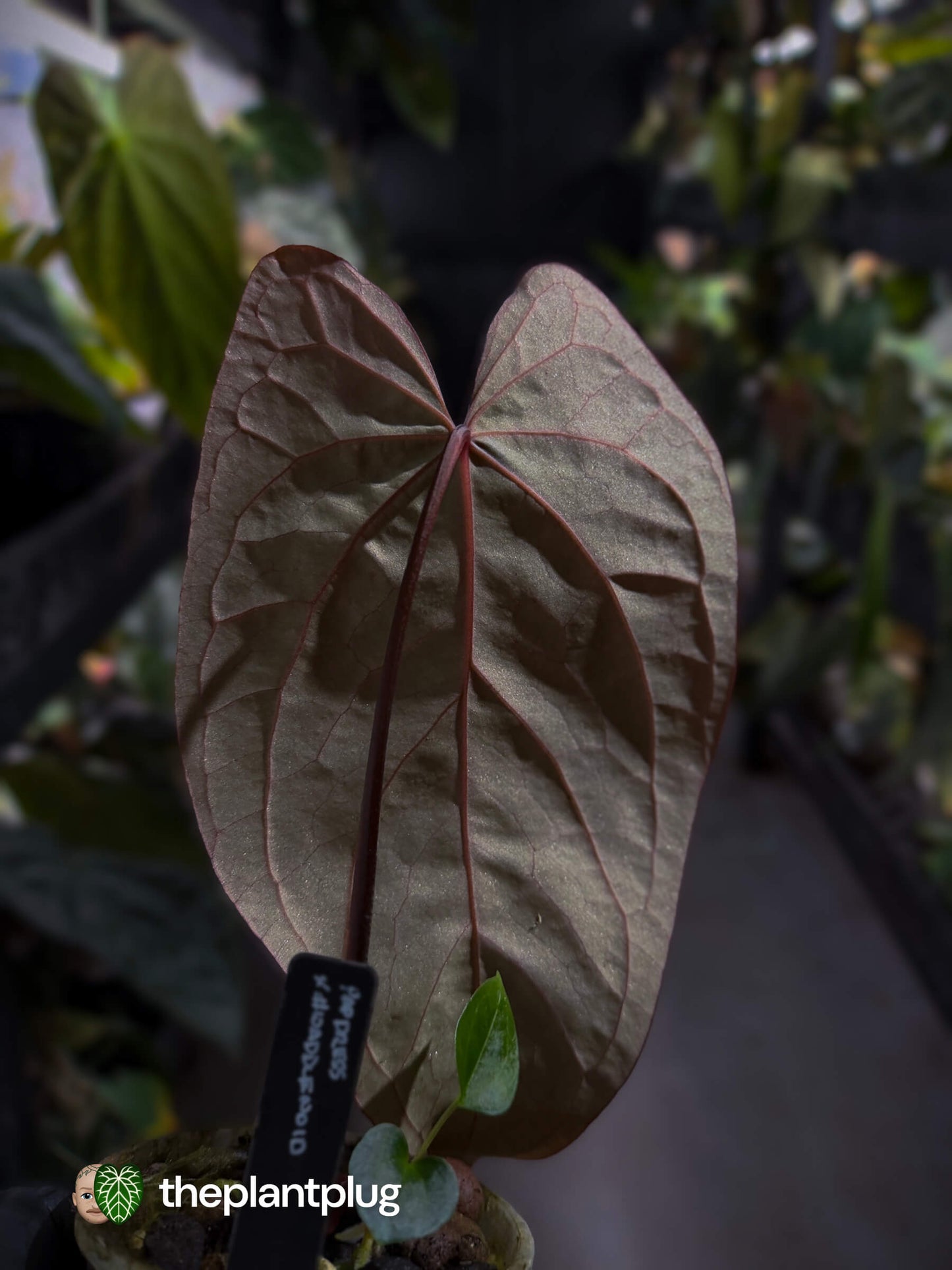 Anthurium [(pap x dress) x 'Waddle Noid'] #VolcanicAsh 🌋