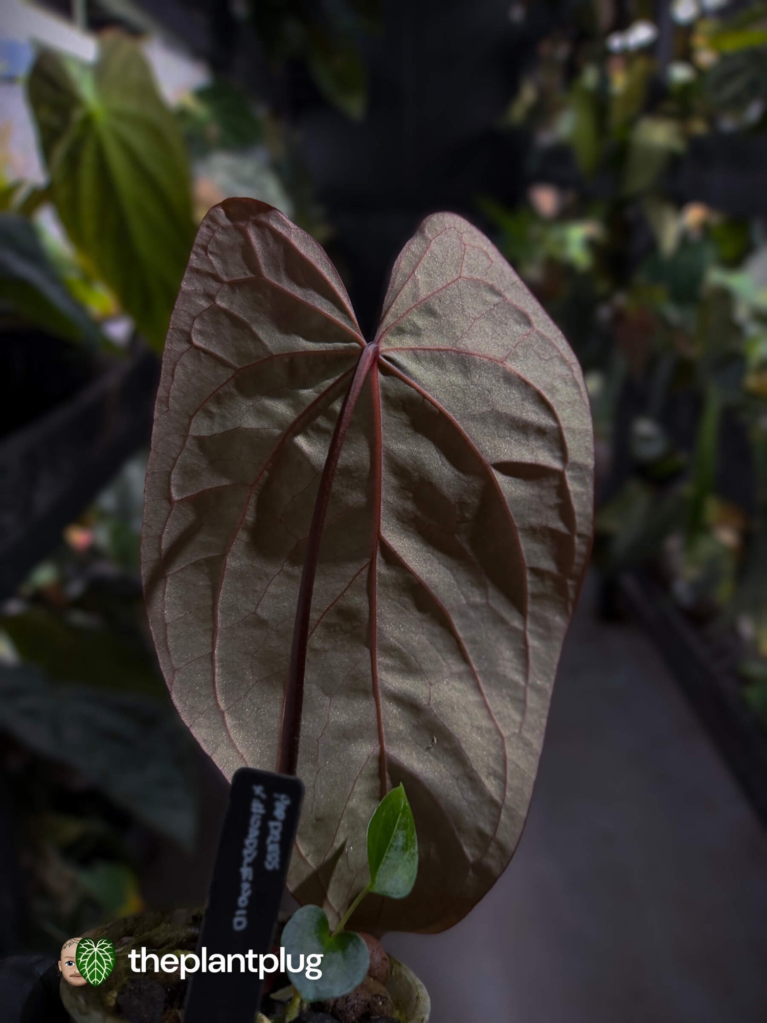 Anthurium [(pap x dress) x 'Waddle Noid'] #VolcanicAsh 🌋