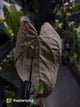 Anthurium [(pap x dress) x 'Waddle Noid'] #VolcanicAsh 🌋