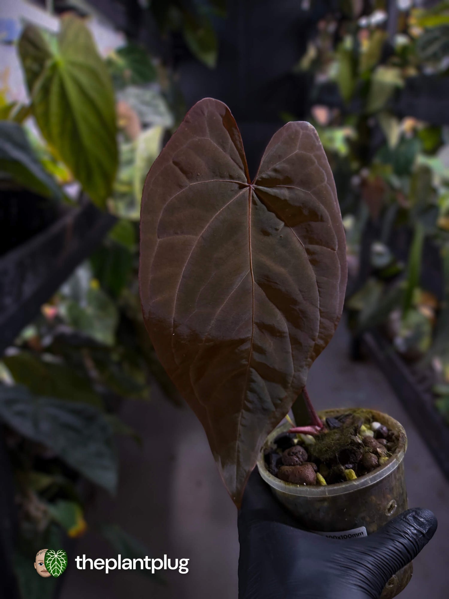 Anthurium [(pap x dress) x 'Waddle Noid'] #VolcanicAsh 🌋