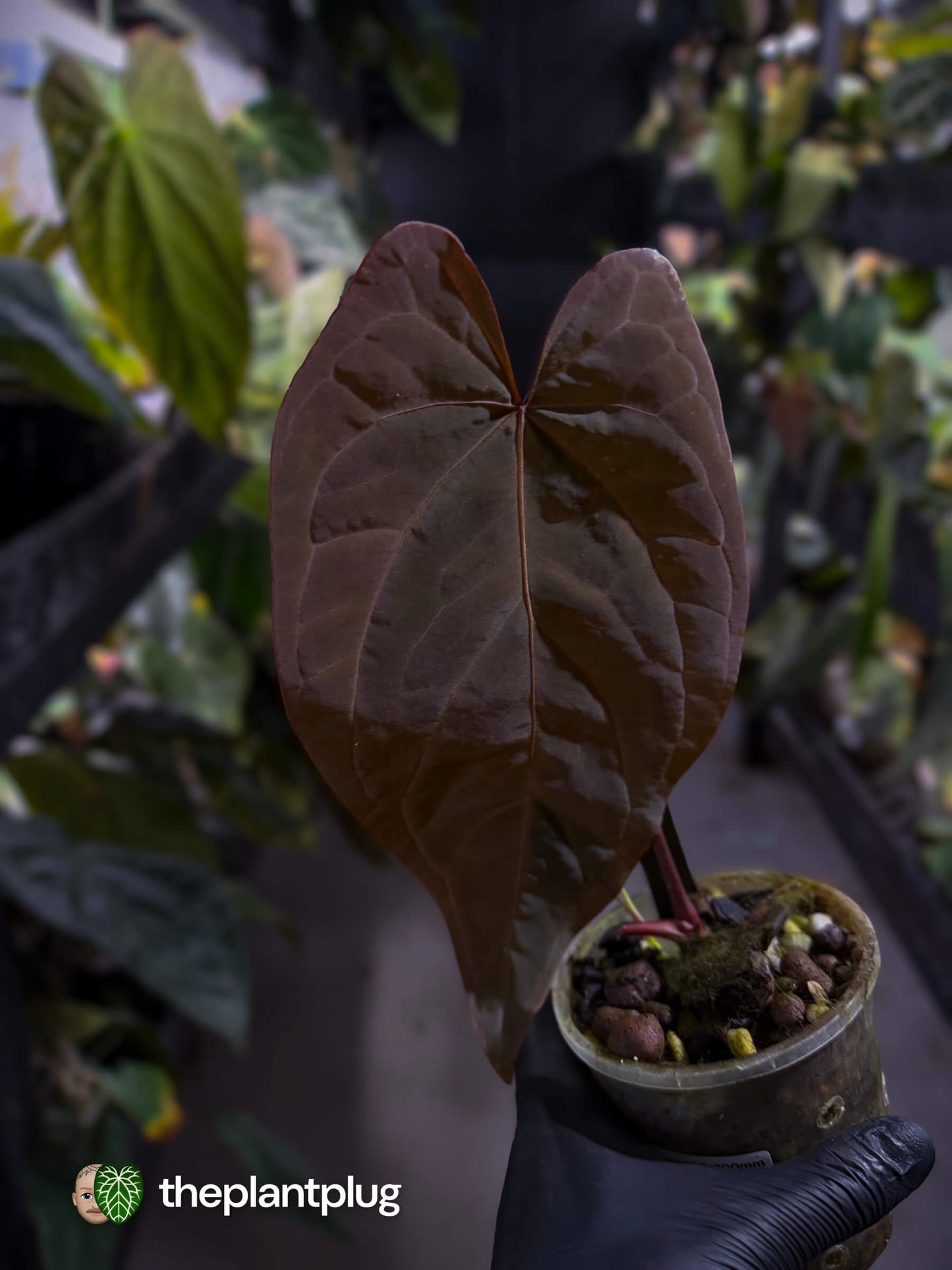Anthurium [(pap x dress) x 'Waddle Noid'] #VolcanicAsh 🌋