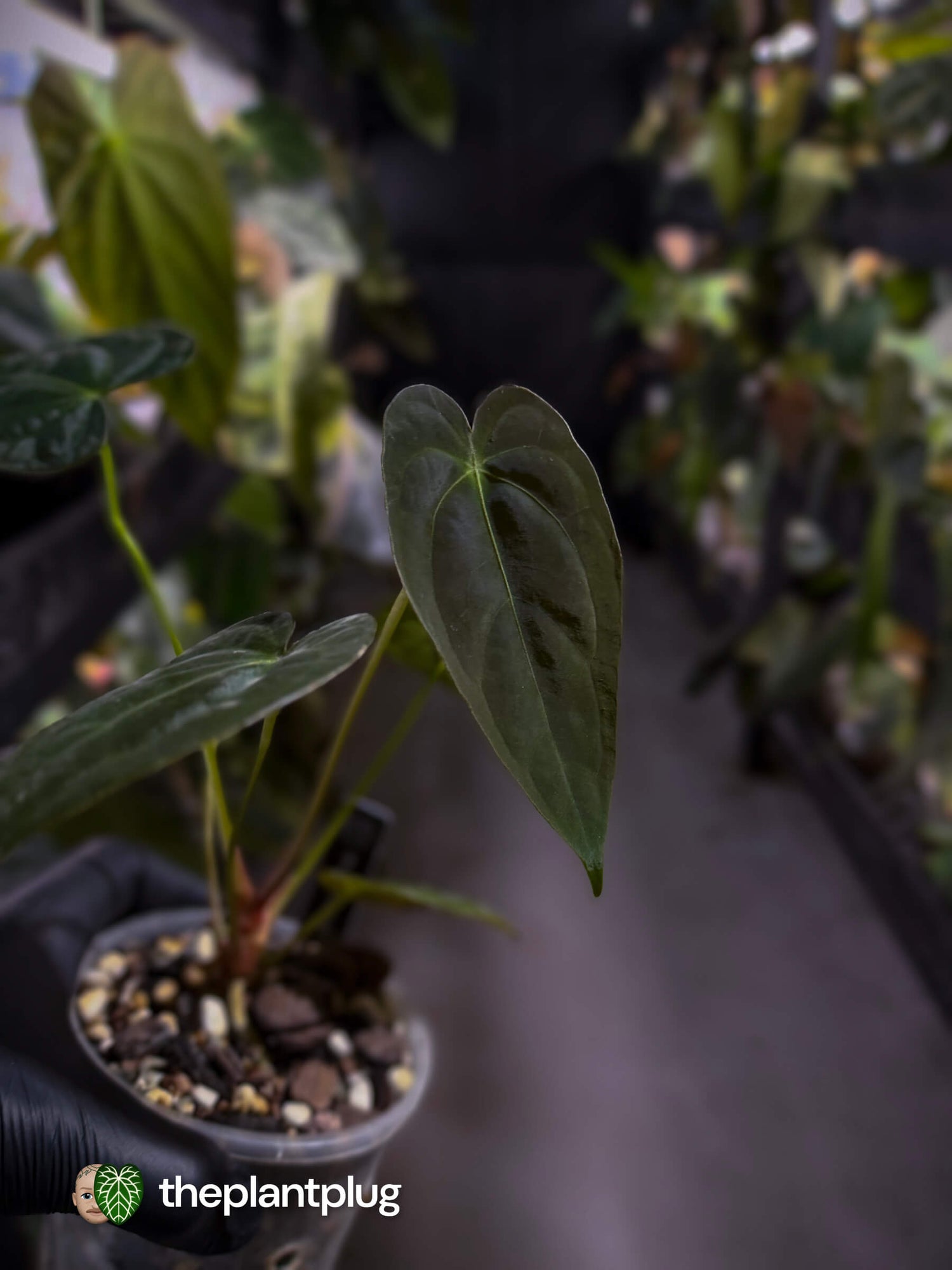 Anthurium [forgetii x (pap x dress)] #ForgottenPhoenix