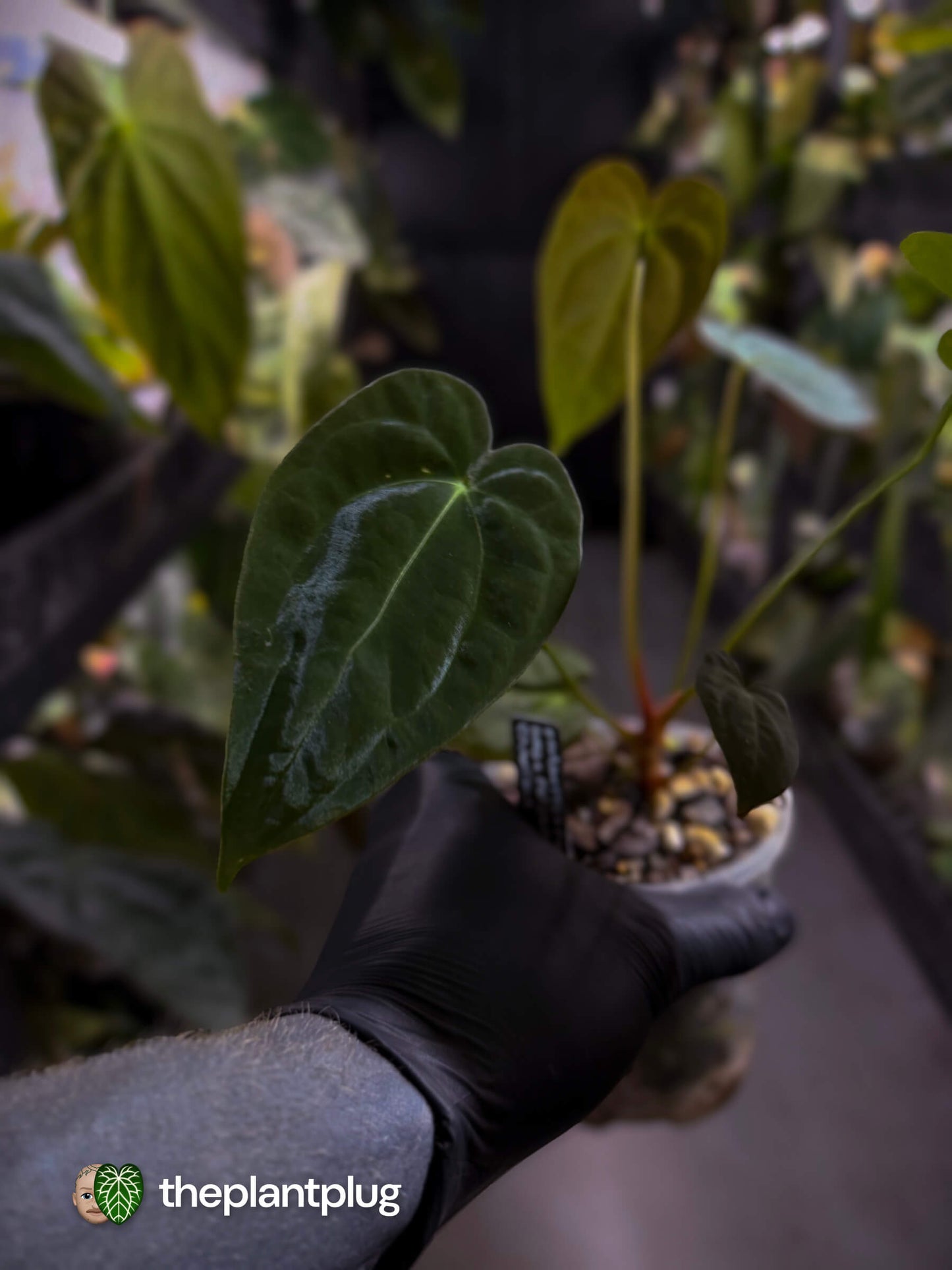 Anthurium [forgetii x (pap x dress)] #ForgottenPhoenix