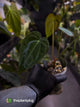Anthurium [forgetii x (pap x dress)] #ForgottenPhoenix