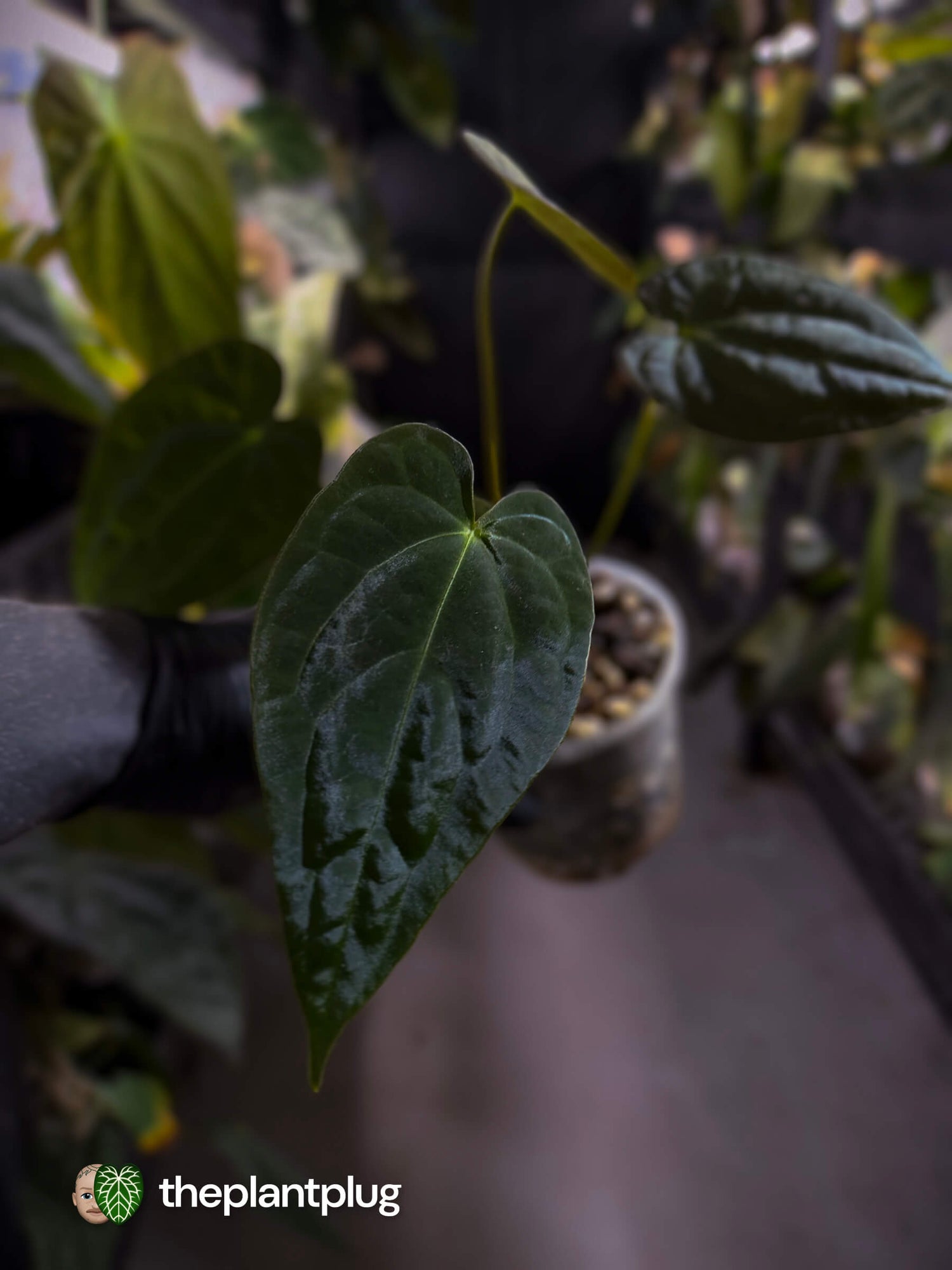 Anthurium [forgetii x (pap x dress)] #ForgottenPhoenix