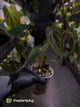 Anthurium [forgetii x (pap x dress)] #ForgottenPhoenix