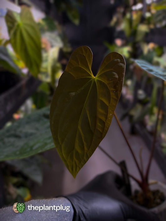 Anthurium antolakii / 'BVEP' x (pap x dress 'JS')