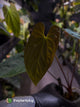 Anthurium antolakii / 'BVEP' x (pap x dress 'JS')