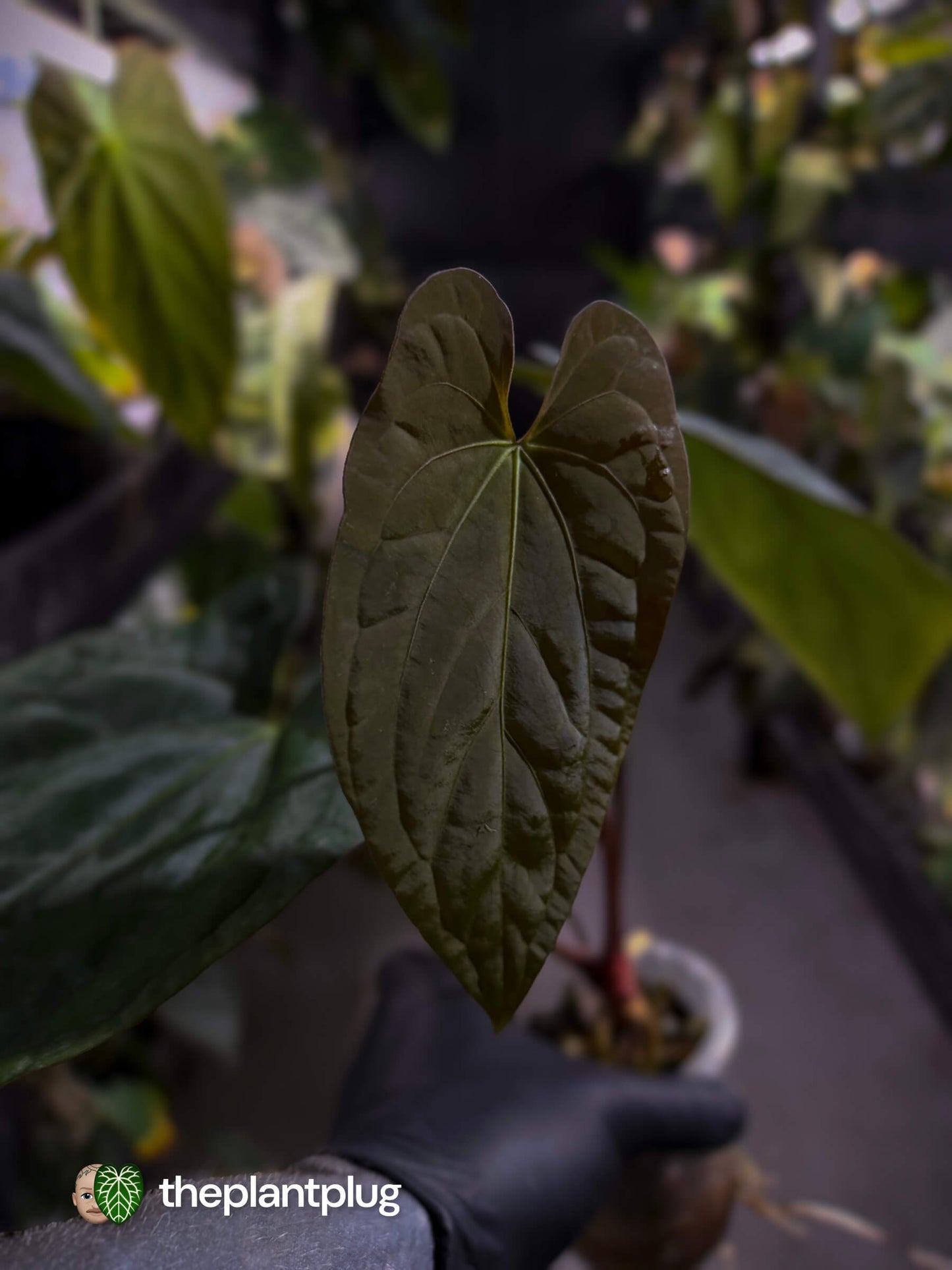 Anthurium antolakii / 'BVEP' x (pap x dress 'JS')