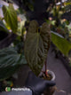 Anthurium antolakii / 'BVEP' x (pap x dress 'JS')