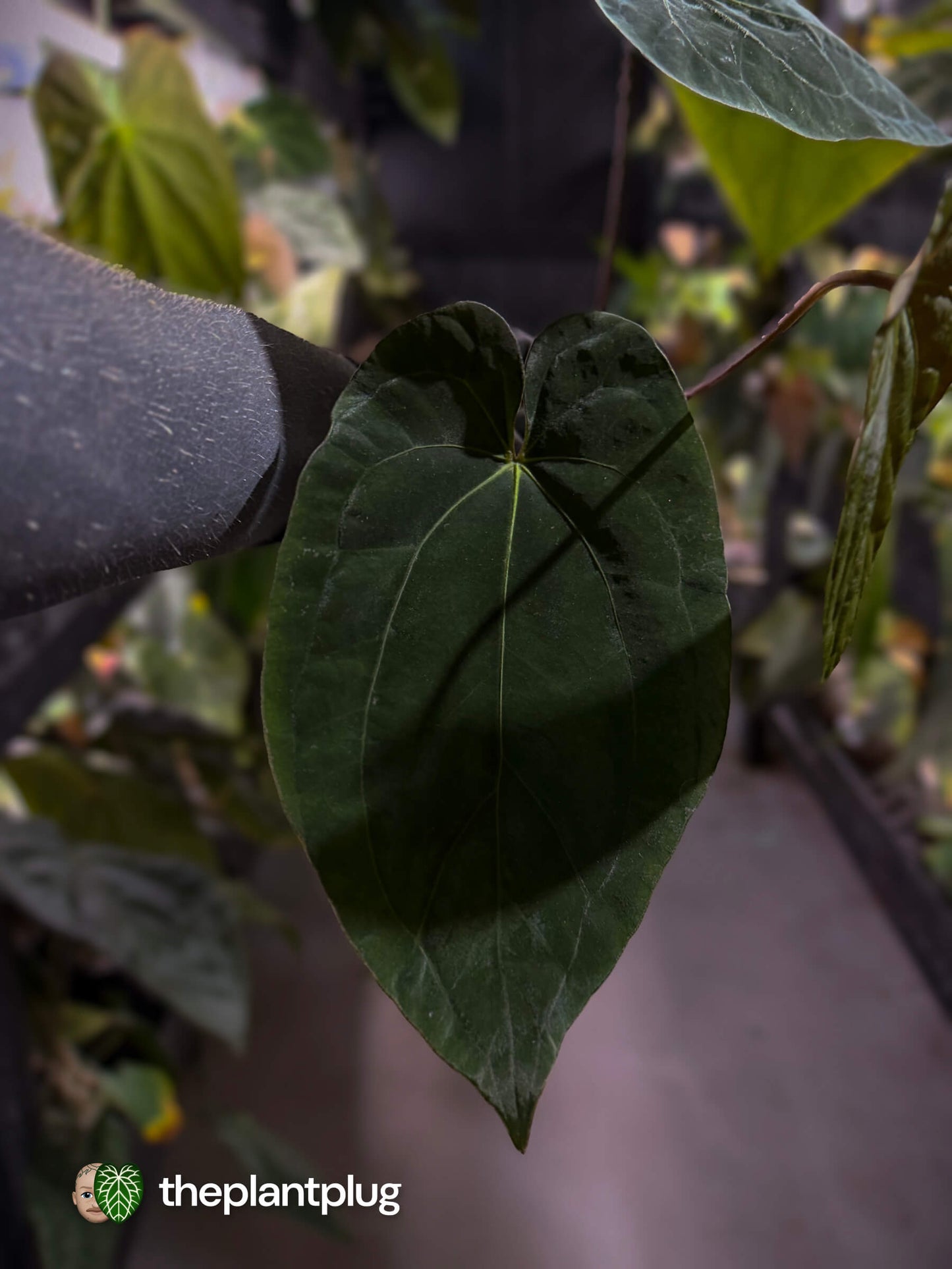 Anthurium antolakii / 'BVEP' x (pap x dress 'JS')