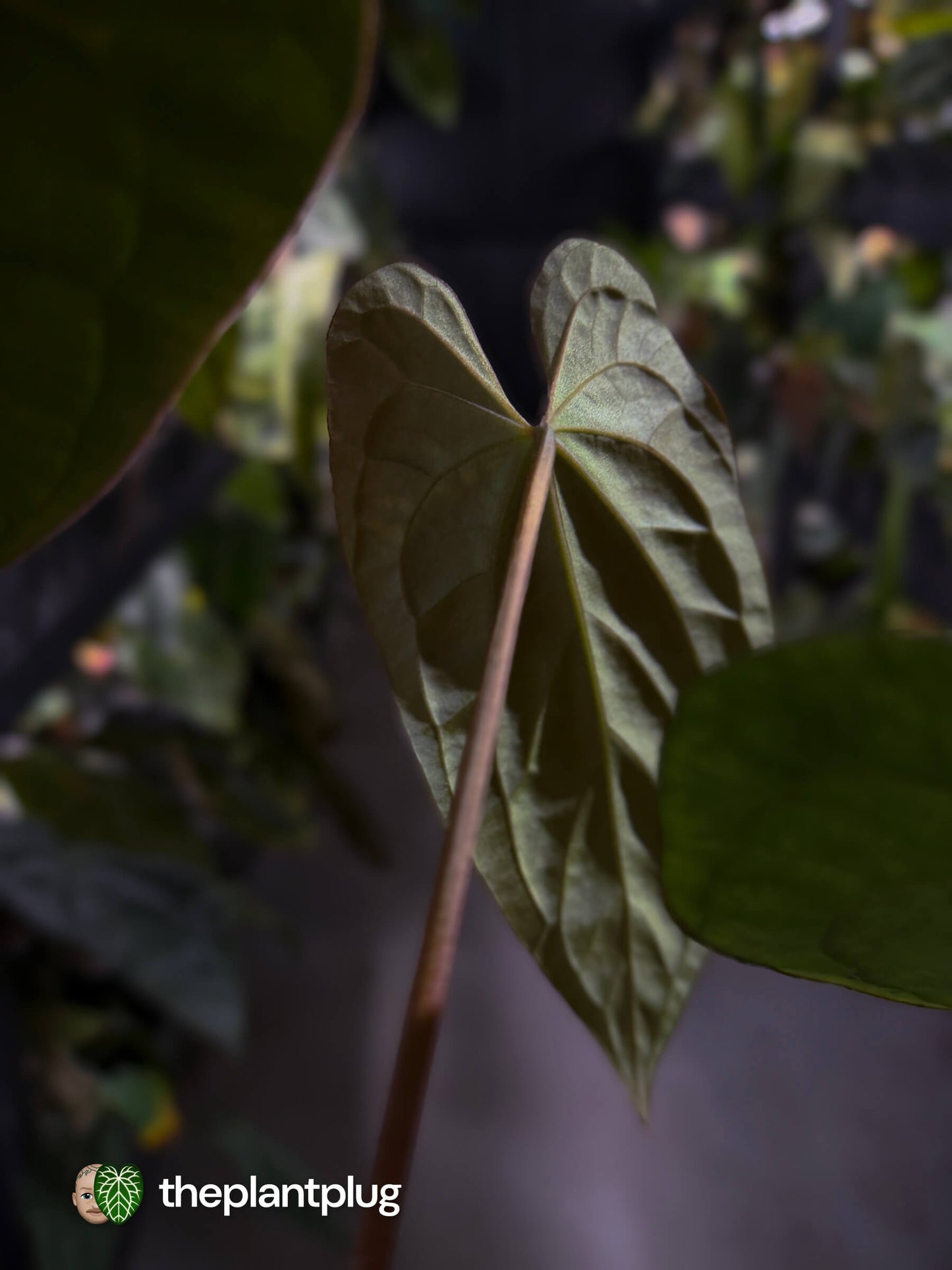 Anthurium antolakii / 'BVEP' x (pap x dress 'JS')