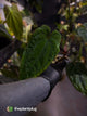 Anthurium #Apollo