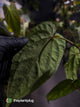 Anthurium #Apollo